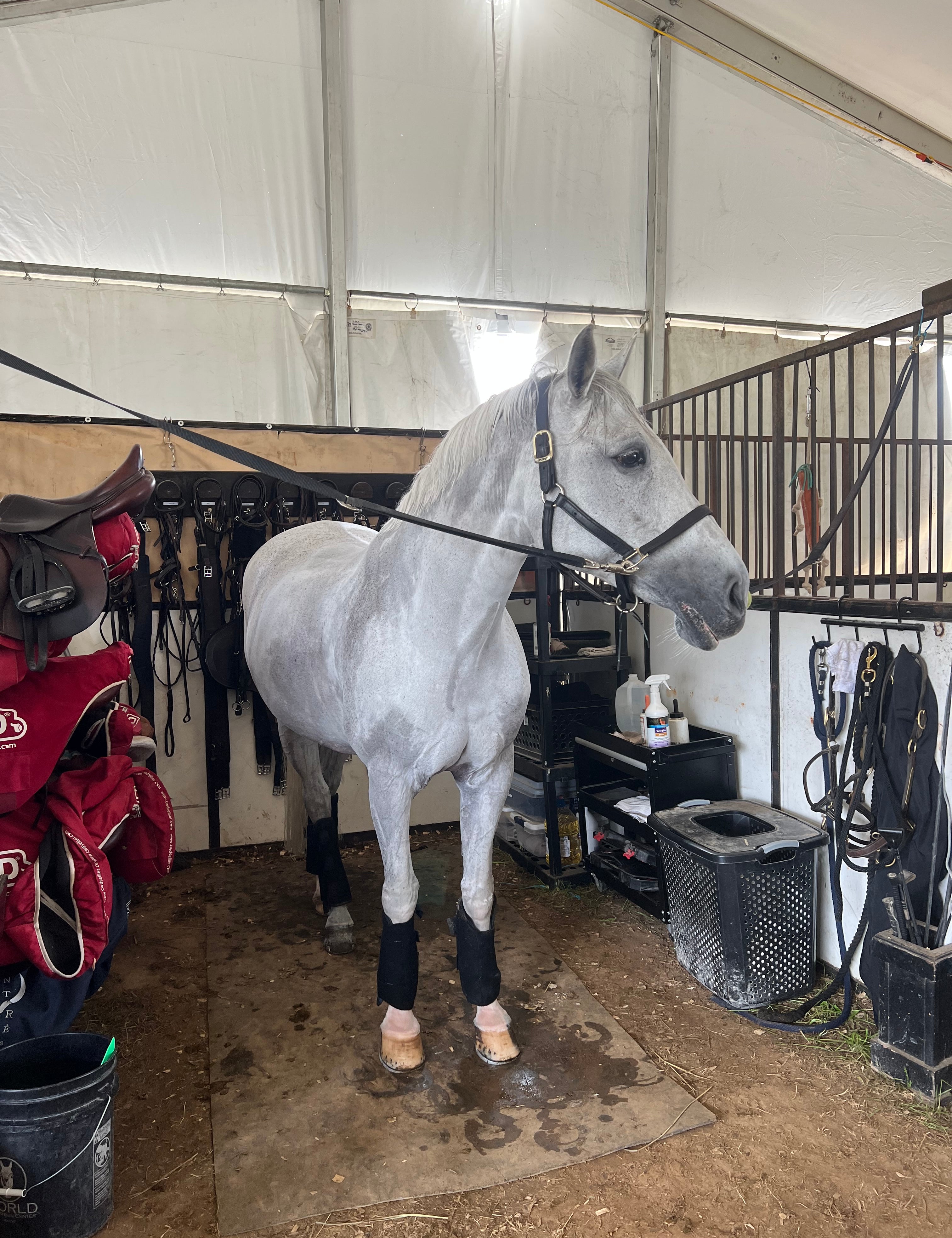 Great start to the weekend at KHP for Jenni's Chance and Emma Linton